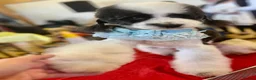 Poodle dogs for stud: Parti poodle available for stud  - Advert 1