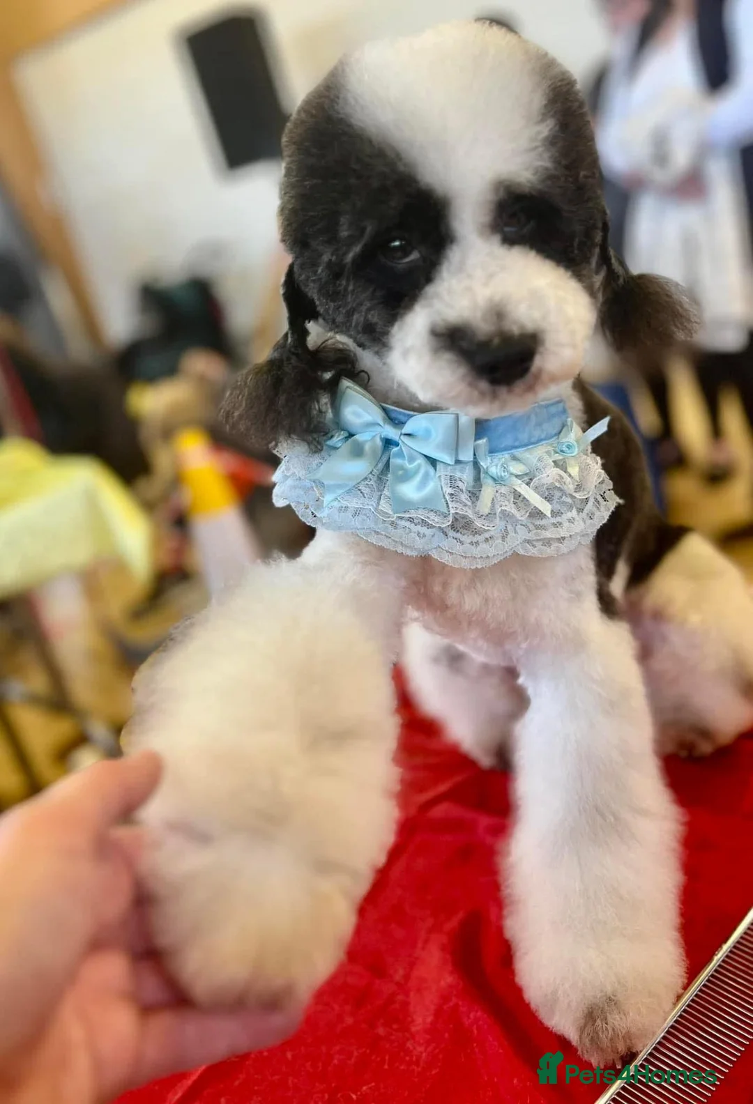 Poodle dogs for stud: Parti poodle available for stud  - Advert 1