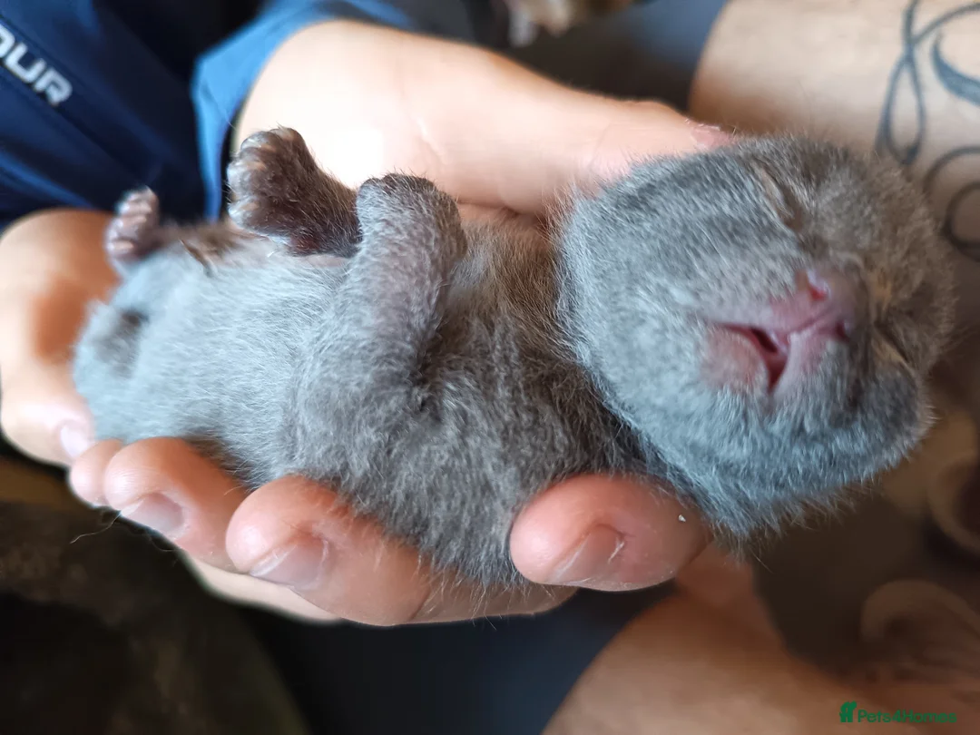 Mixed Breed cats for sale: Stunning kittens  in Bridgwater - Advert 1