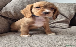 Cocker Spaniel dogs for sale: Working type cocker spaniels - last puppy! - Image 17