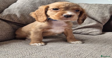 Cocker Spaniel dogs - Advert 7