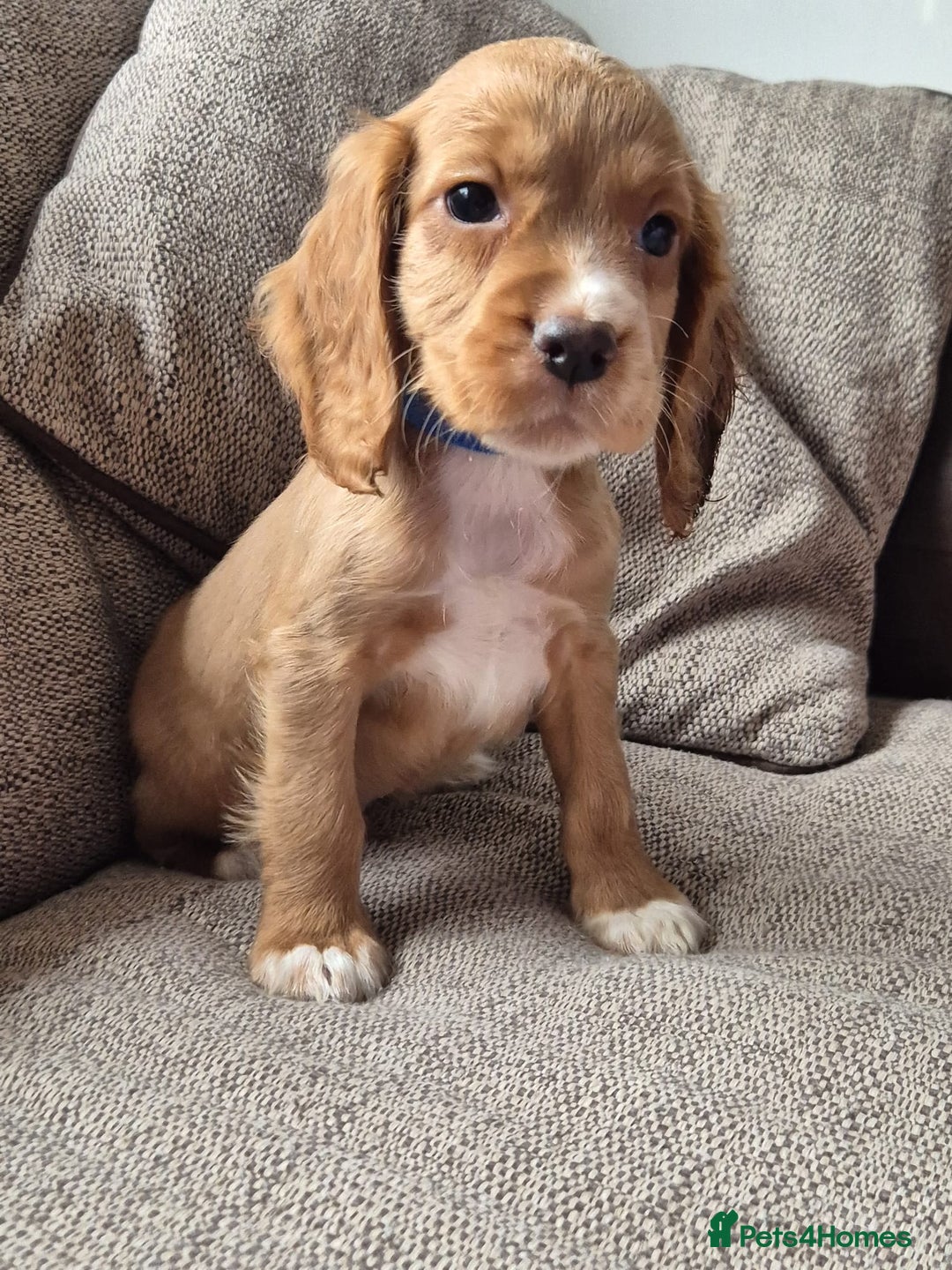 Cocker Spaniel dogs for sale: Working type cocker spaniels - last puppy! - Image 17