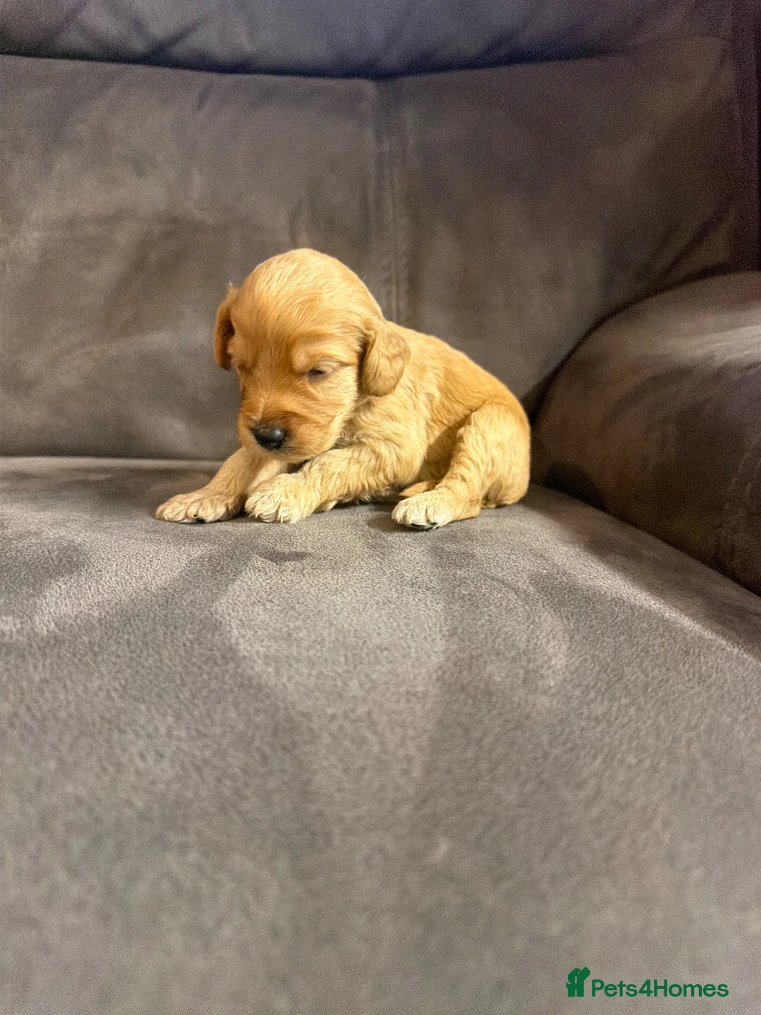 Cockapoo dogs for sale: Beautiful F1 Cockapoo Puppies  - Advert 36
