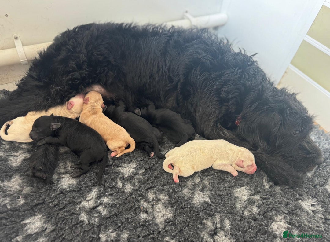 Labradoodle dogs for sale: Labradoodle  - Advert 5