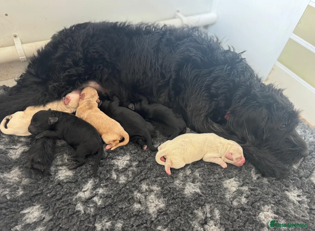 Labradoodle dogs for sale: Labradoodle  - Advert 5