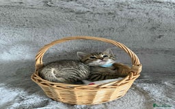 Bengal cats for sale: Stunning bengal kittens for sale to loving home - Image 11