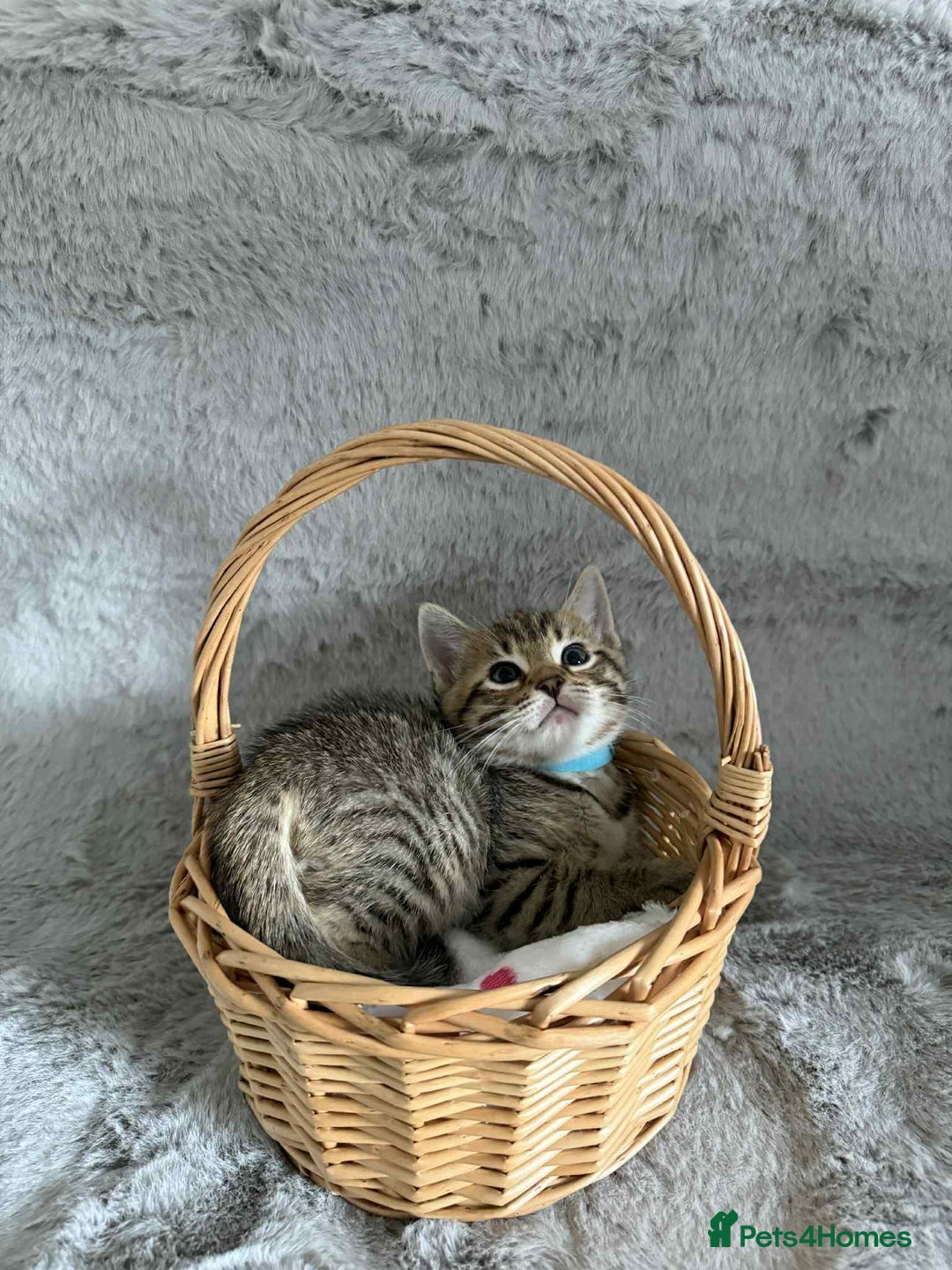 Bengal cats for sale: Stunning bengal kittens for sale to loving home - Image 11