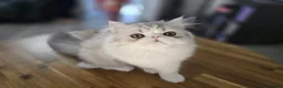 Persian cats for sale: Persian Kittens – Bi-Color - Thick Fur Punch Face - Advert 5