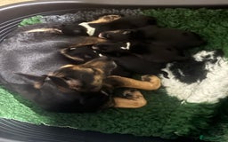 Jack Russell dogs for sale: Stunning Miniature Jack Russell Puppies  - Image 2