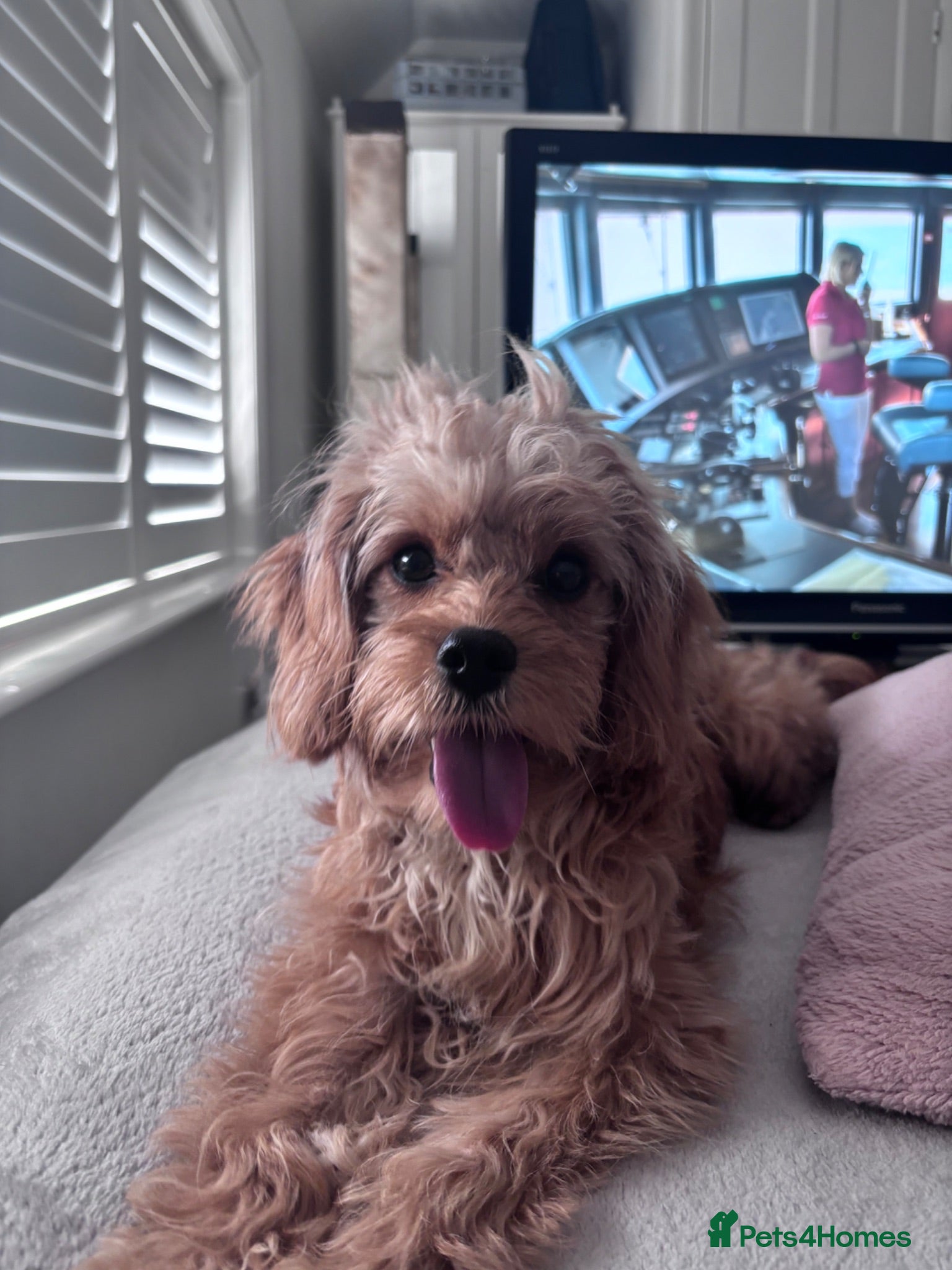 Cavapoo dogs Gorgeous cuddly girl - Advert 1
