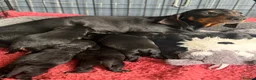 Doxiepoo dogs for sale: 3 left🥰!!!! Beautifully bread Doxiepoos  - Advert 26