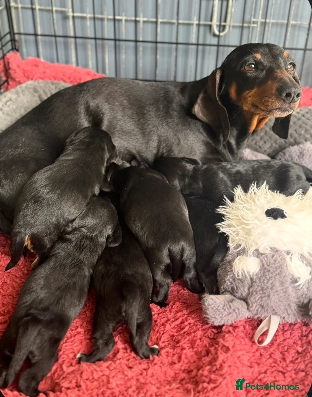 Doxiepoo dogs for sale: 3 left🥰!!!! Beautifully bread Doxiepoos  - Advert 26