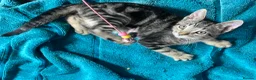 Mixed Breed cats for sale: Cute kittens for sale KT4 - Advert 12