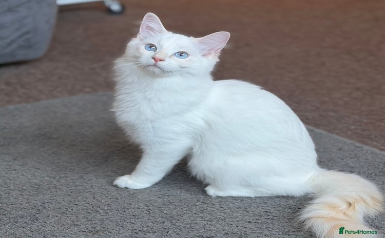 Ragdoll cats Last Boy Left - Lap Cat, Cuddly, Affectionate - Advert 4