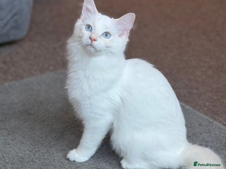 Ragdoll cats Last Boy Left - Lap Cat, Cuddly, Affectionate - Advert 6