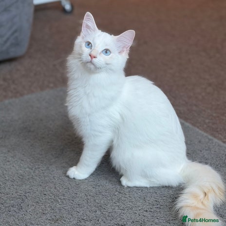 Ragdoll cats Last Boy Left - Lap Cat, Cuddly, Affectionate - Advert 4