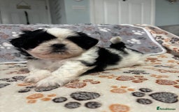 Shih Tzu dogs for sale: Shih tzu puppies - Image 10