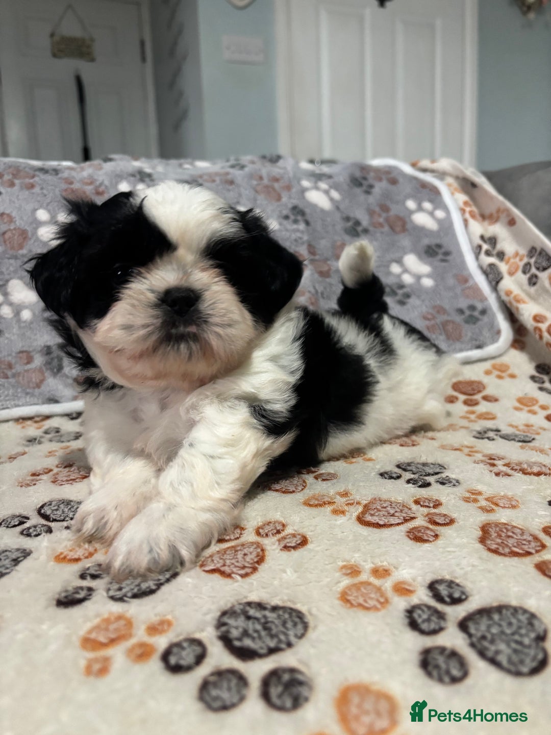 Shih Tzu dogs for sale: Shih tzu puppies - Image 10