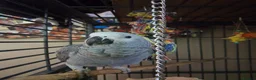 Parrots birds for sale: African grey parrot congo in Liverpool - Advert 4