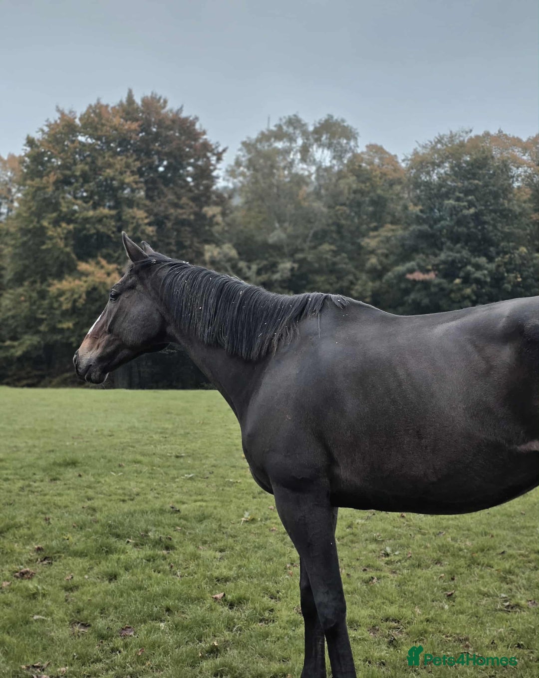 English Thoroughbred horses for sale: Sweet horse looking for solo home - Image 2