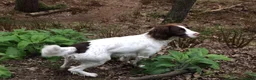 English Springer Spaniel dogs for sale: Springer Spaniel  - Advert 13