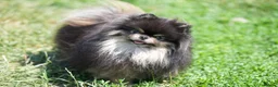 Pomeranian dogs for sale: KC Registered Boys and Girls - Advert 7