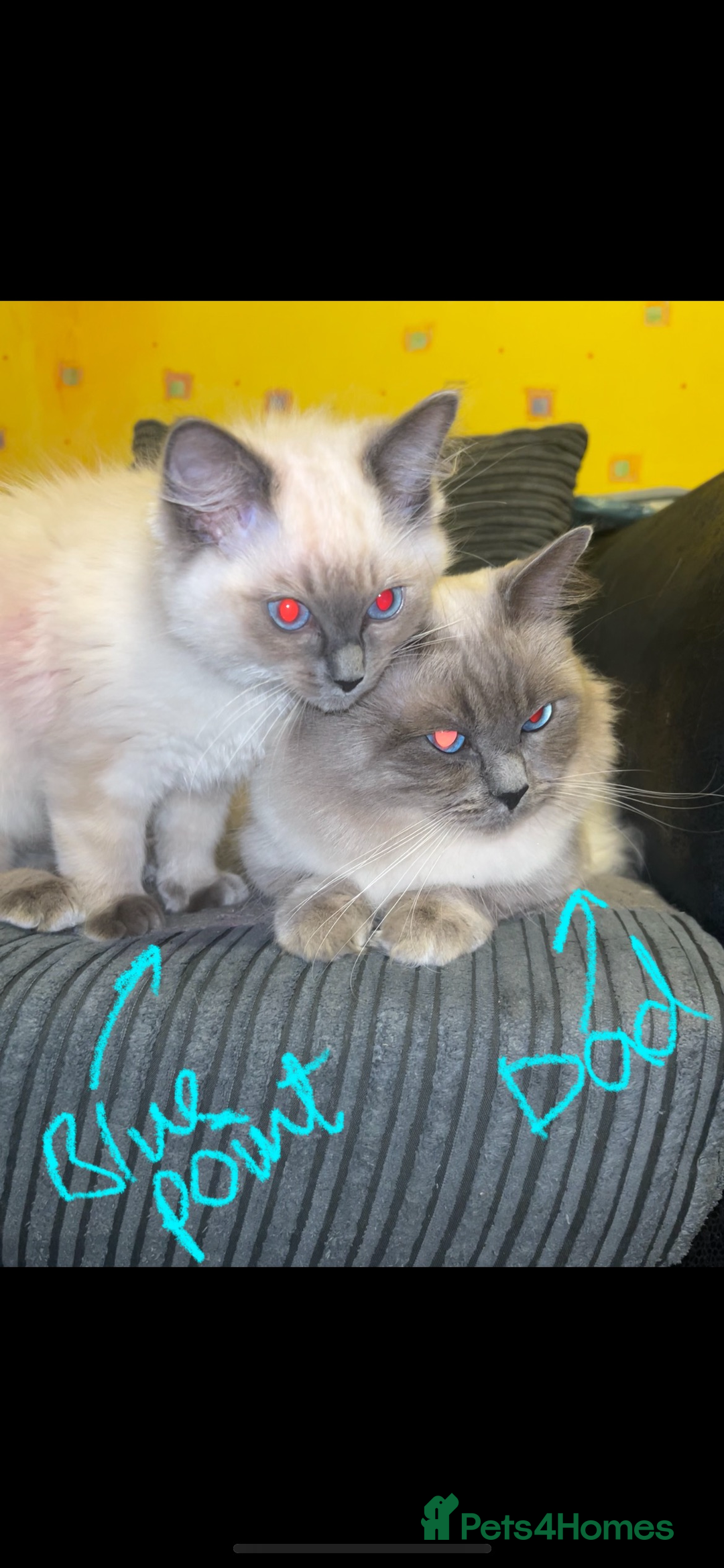 Ragdoll cats for sale: Ragdoll kittens - male - Advert 17