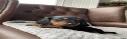 Miniature Dachshund dogs for sale: Miniature longhaired dachshund puppies   - Advert 6