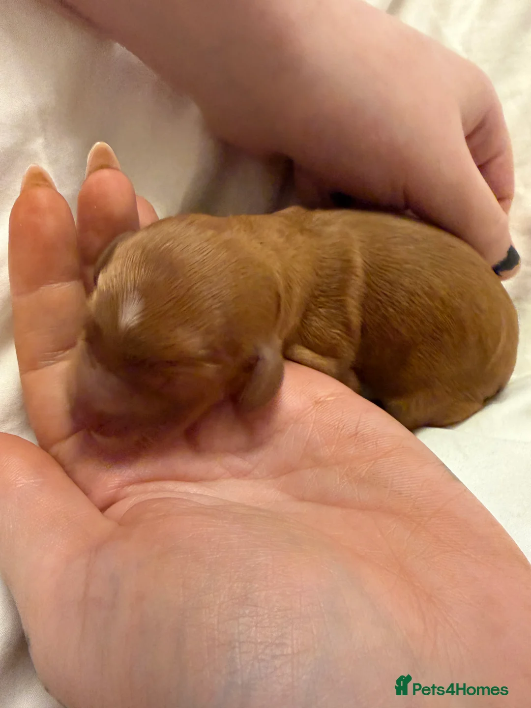 Cavapoo dogs for sale:  EXTRA TINY & CURLY female F2 toy cavapoo puppies - Advert 15