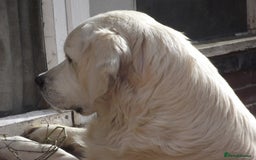 Golden Retriever dogs for stud: CHAMPION SIRED STUD DOG - Image 1