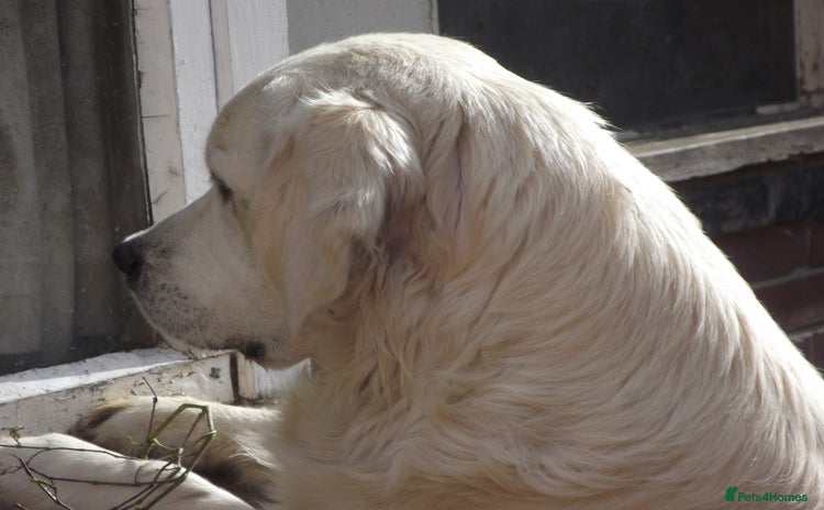 Golden Retriever dogs - Advert 1