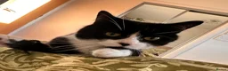 Mixed Breed cats for adoption: Bella is a Playful & Affectionate Kitten - Advert 3