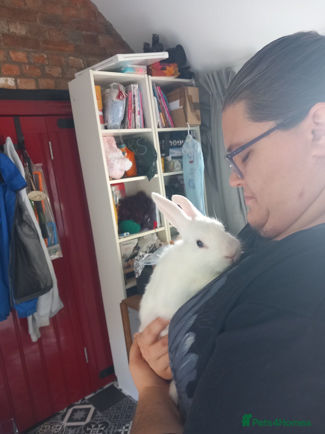 Mini Lop rabbits for sale: 9 Mixed Mini Lop Bunnies for sale - Image 1