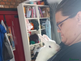 Mini Lop rabbits - Advert 1