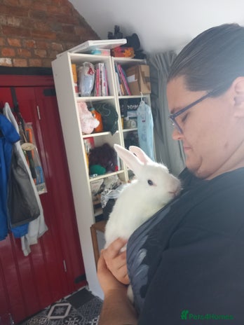 Mini Lop rabbits - Advert 2