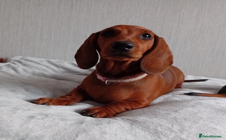 Dachshund dogs - Advert 14