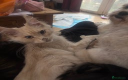 Maine Coon cats for sale: TICA Active Registered Maine Coon Boy available  - Image 6