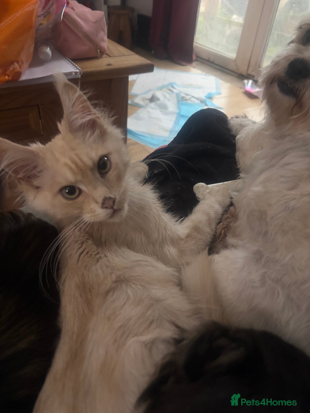 Maine Coon cats for sale: TICA Active Registered Maine Coon Boy available  - Image 6