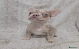 French Bulldog dogs for sale: French Bulldog Puppies - Image 8