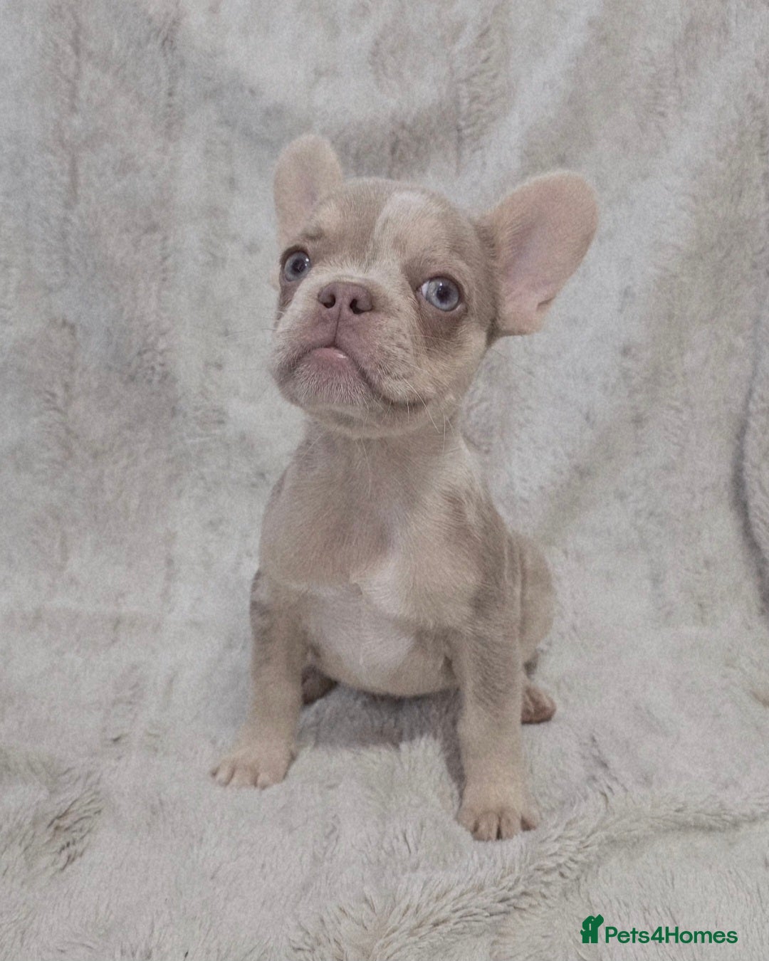 French Bulldog dogs for sale: French Bulldog Puppies - Image 8
