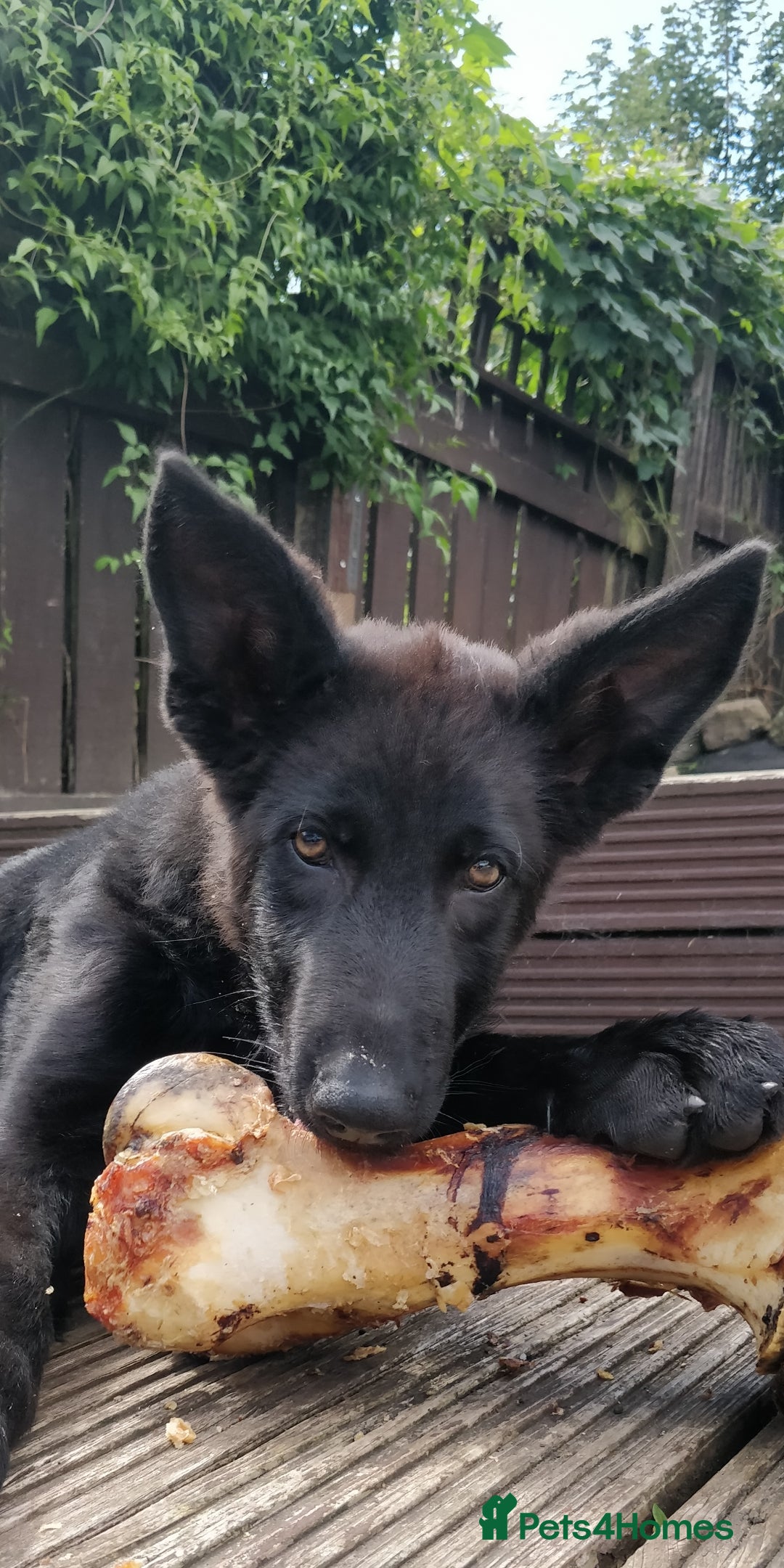 German Shepherd dogs for stud: German shepherd stud - Image 7