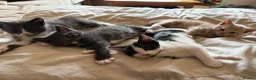 Turkish Angora cats for sale: Turkish Angora X  in Malvern - Advert 8