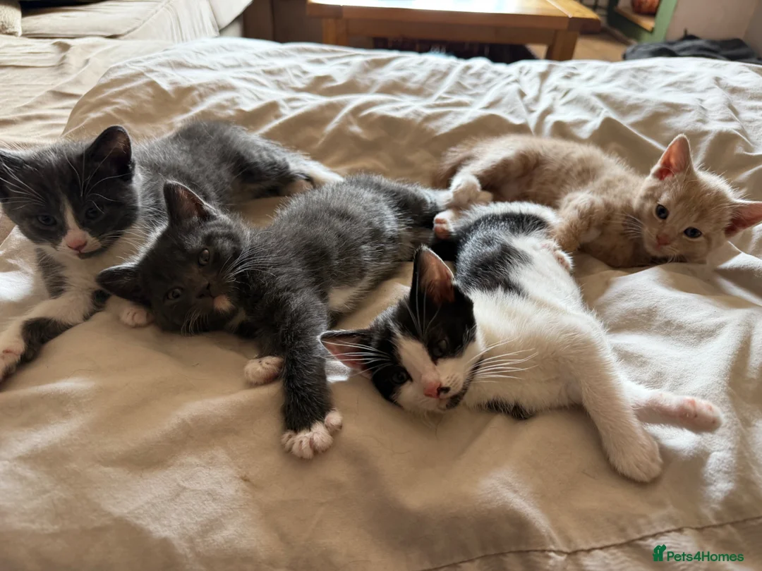 Turkish Angora cats for sale: Turkish Angora X  in Malvern - Advert 8