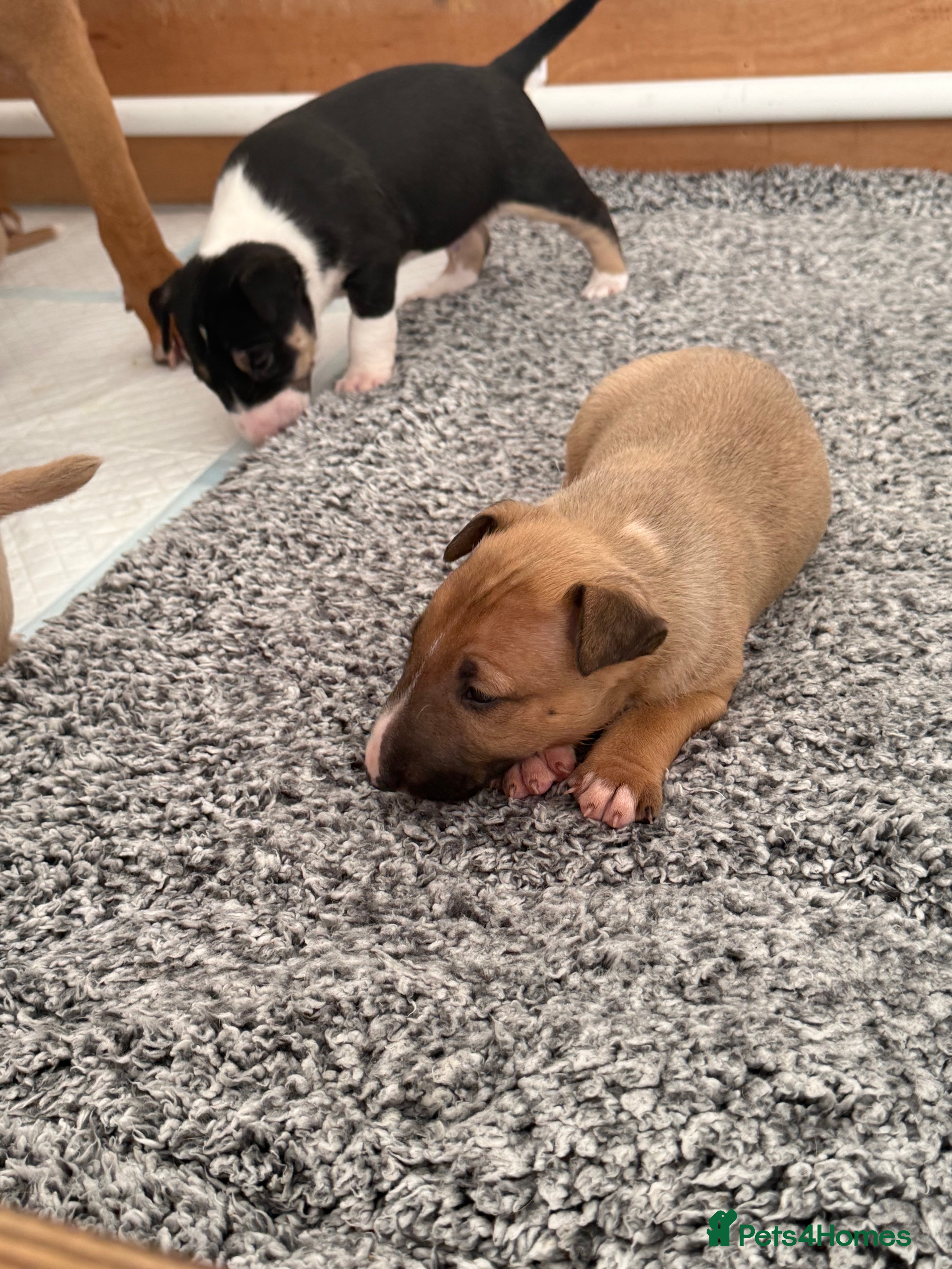 English Bull Terrier dogs KS-registered English Bull Terrier Puppies  - Advert 2