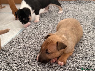 English Bull Terrier dogs KS-registered English Bull Terrier Puppies - Advert 2