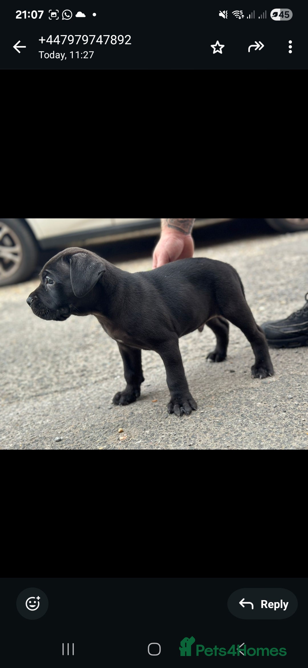 Cane Corso dogs for sale: Last 3 of the 10 cane cane corso puppys left  - Image 11