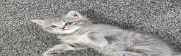 Persian cats for sale: Persian× British short hair(Perdolls) - Advert 36