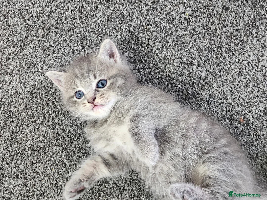Persian cats for sale: Persian× British short hair(Perdolls) - Advert 36