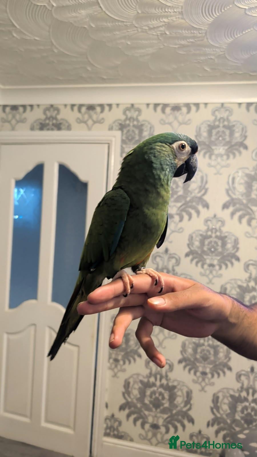 Macaws birds Illiger Macaw - Advert 2