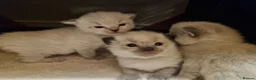 Ragdoll cats for sale: 💙Rare Lynx Point Purebred Ragdoll Kittens💙  - Advert 10